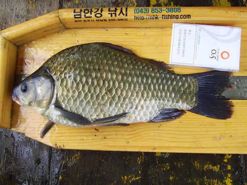 충주호 씨알좋은 가을 붕어를 만나봐요 (조황조행기 - 특파원조황)