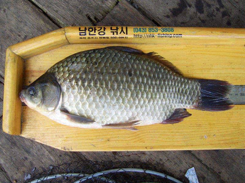 충주호 씨알좋은 가을 붕어를 만나봐요 (조황조행기 - 특파원조황)