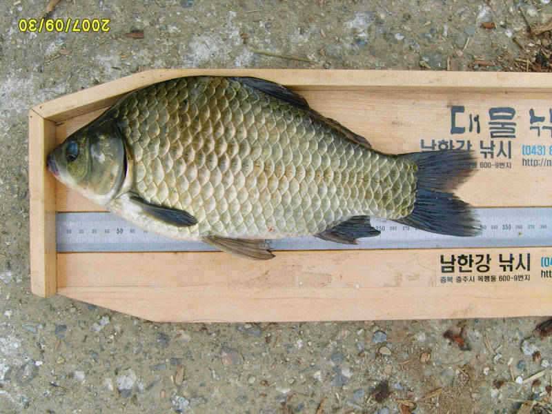 충주호 가을은 무르익고 월척이 기다리는 곳 주말조황 소식입니다 (조황조행기 - 특파원조황)