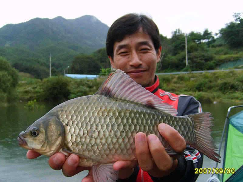 충주호 가을은 무르익고 월척이 기다리는 곳 주말조황 소식입니다 (조황조행기 - 특파원조황)