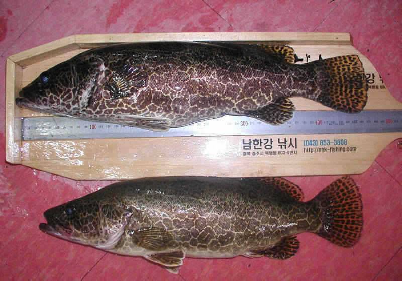 충주호 명서낚시터 조황소식 및 쏘가리 모습입니다 (조황조행기 - 특파원조황)
