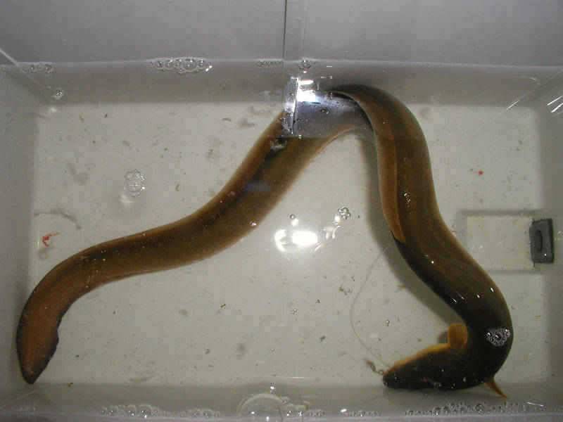 충주호 월척붕어 장어 조황 소식입니다 (조황조행기 - 특파원조황)