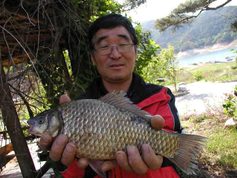 충주호 월척붕어 장어 조황 소식입니다 (조황조행기 - 특파원조황)