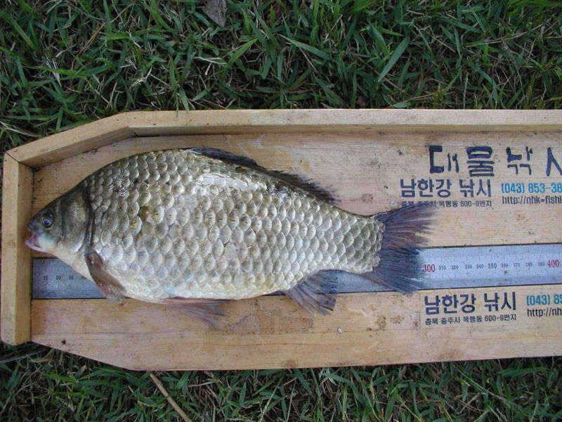 충주호 월척붕어 장어 조황 소식입니다 (조황조행기 - 특파원조황)