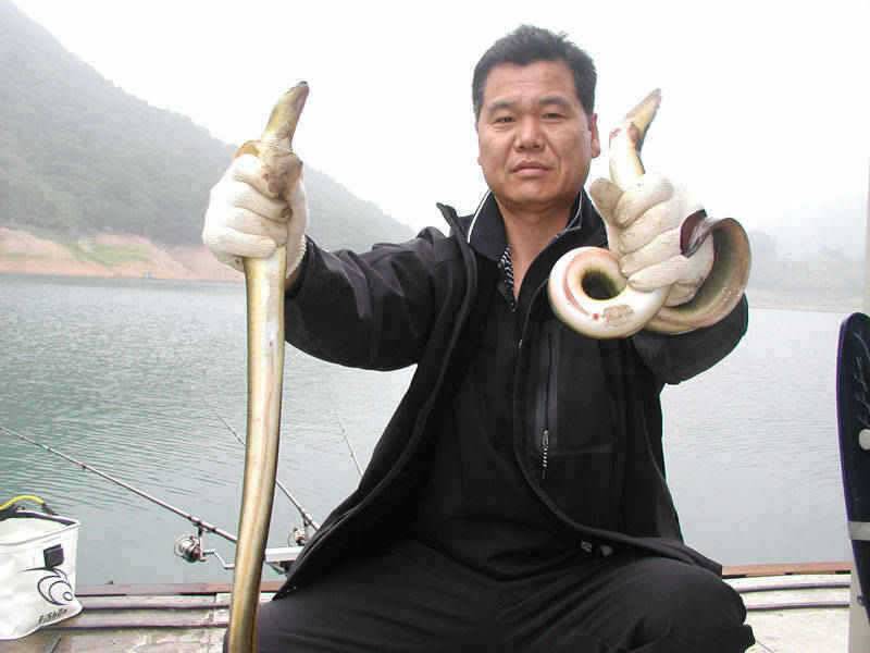충주호 장어낚시 입질이 살아나고 있습니다 (조황조행기 - 특파원조황)