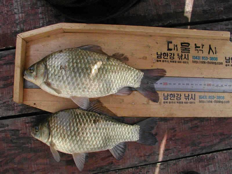 충주호 이제 월척의 그림자가 보이기 시작하네요 (조황조행기 - 특파원조황)