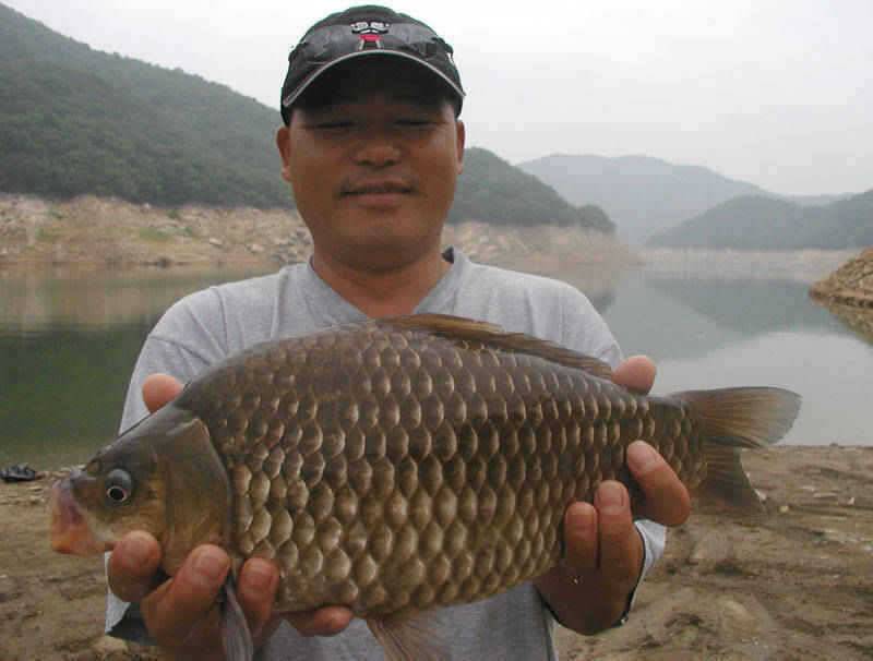 충주호 44cm대물붕어 및 장어조황 소식입니다 (조황조행기 - 특파원조황)