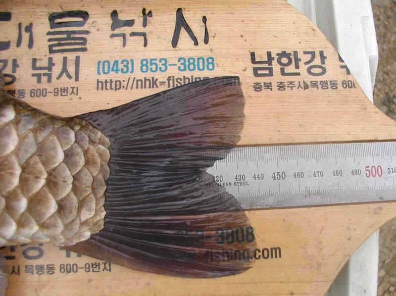 충주호 44cm대물붕어 및 장어조황 소식입니다 (조황조행기 - 특파원조황)