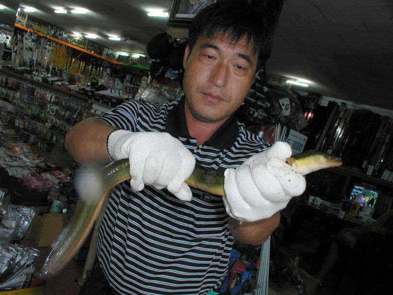 충주호 굵은 씨알의 장어에 4자붕어를 덤으로 얻다 (조황조행기 - 특파원조황)