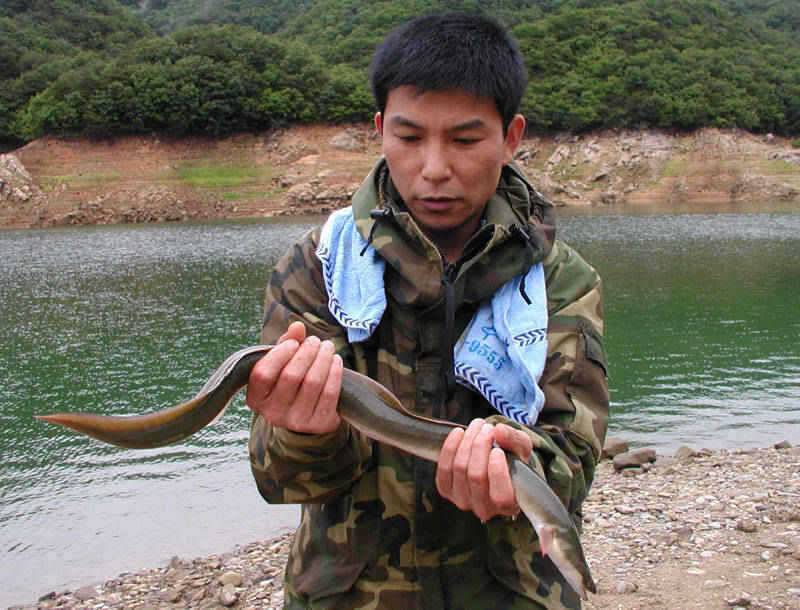 충주호 굵은 씨알의 장어에 4자붕어를 덤으로 얻다 (조황조행기 - 특파원조황)