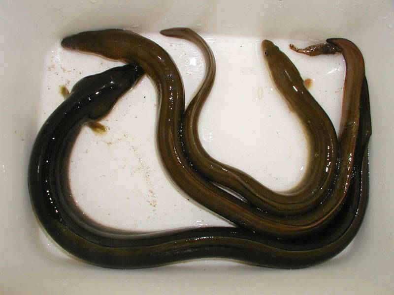 충주호 15kg의 대물장어 및 90cm의 가물치 모습입니다 (조황조행기 - 특파원조황)