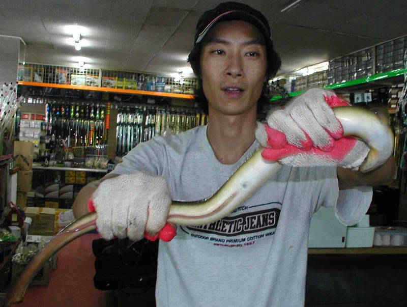 충주호의 장어와 탄금호의 철갑상어 모습입니다 (조황조행기 - 특파원조황)