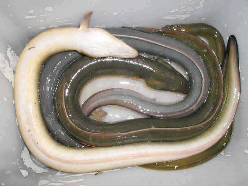 충주호 장어낚시가 대박 수준이네요 (조황조행기 - 특파원조황)