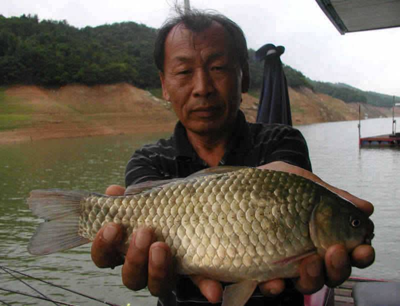 충주호 서운리 솔 낚시터 월척행진이 이어지다 (조황조행기 - 특파원조황)