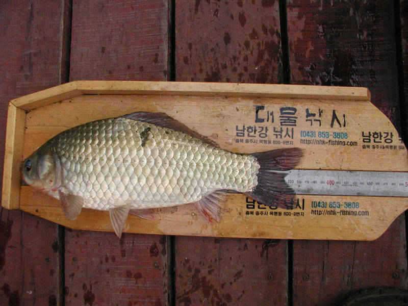 충주호 37cm 대물붕어의 모습입니다 (조황조행기 - 특파원조황)