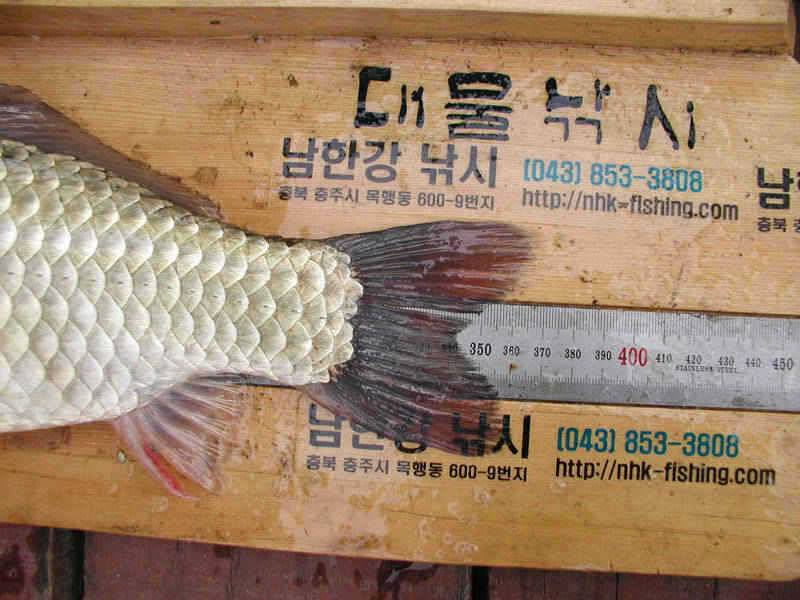충주호 37cm 대물붕어의 모습입니다 (조황조행기 - 특파원조황)