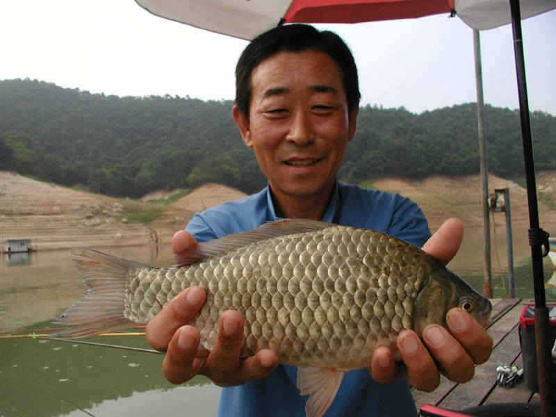 충주호 37cm 대물붕어의 모습입니다 (조황조행기 - 특파원조황)