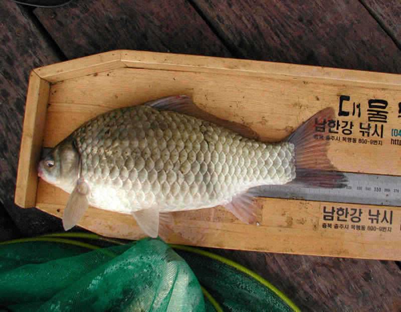 충주호 37cm 대물붕어의 모습입니다 (조황조행기 - 특파원조황)
