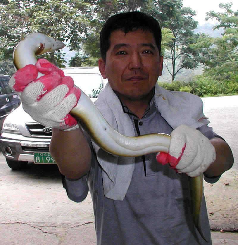 충주호 꽃바위낚시터에서 1kg급 장어가 낚였네요 (조황조행기 - 특파원조황)