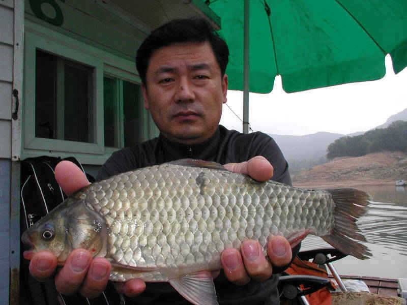 충주호 37cm 대물붕어의 모습입니다 (조황조행기 - 특파원조황)