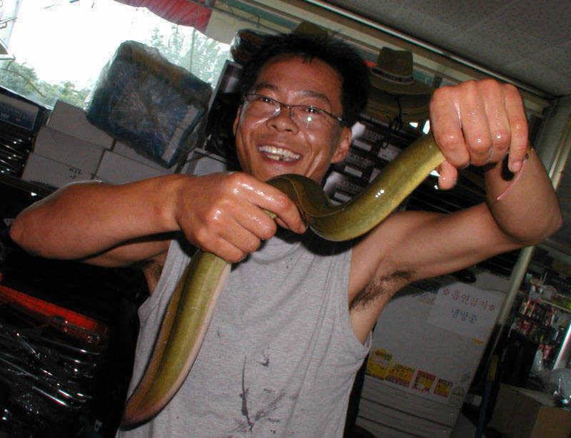 충주호 오름수위의 충주호 대물장어 입질은 이어지고 (조황조행기 - 특파원조황)