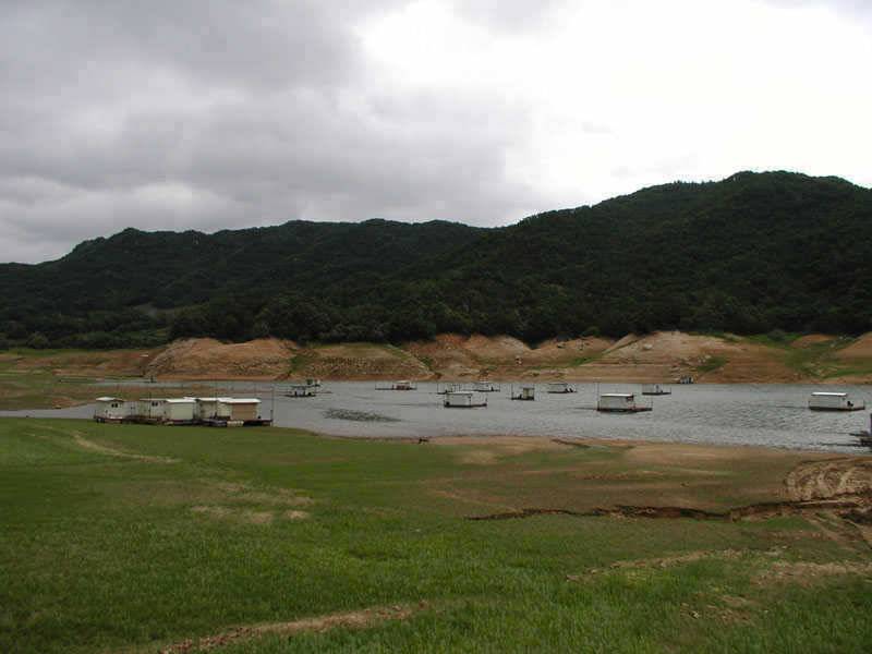 충주호 4자 대물붕어에 마릿수 붕어에 대물장어까지 (조황조행기 - 특파원조황)