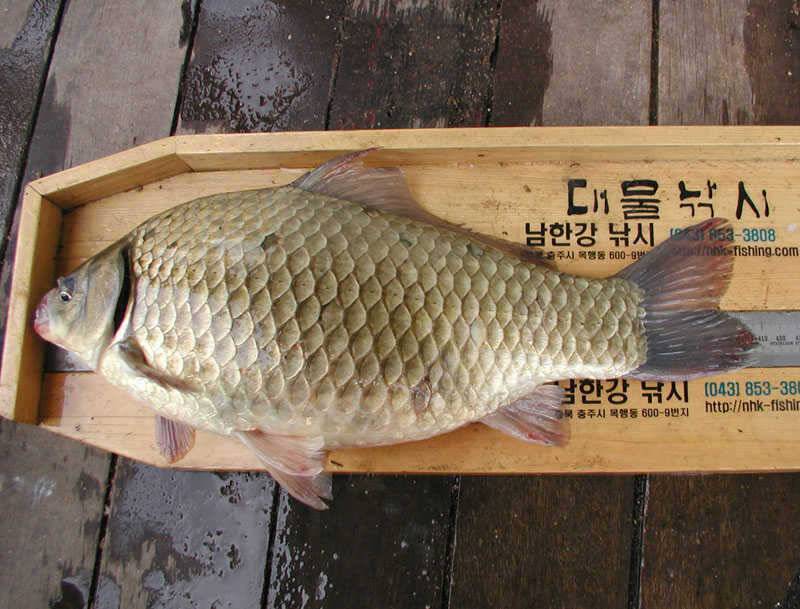 충주호 4자 대물붕어에 마릿수 붕어에 대물장어까지 (조황조행기 - 특파원조황)