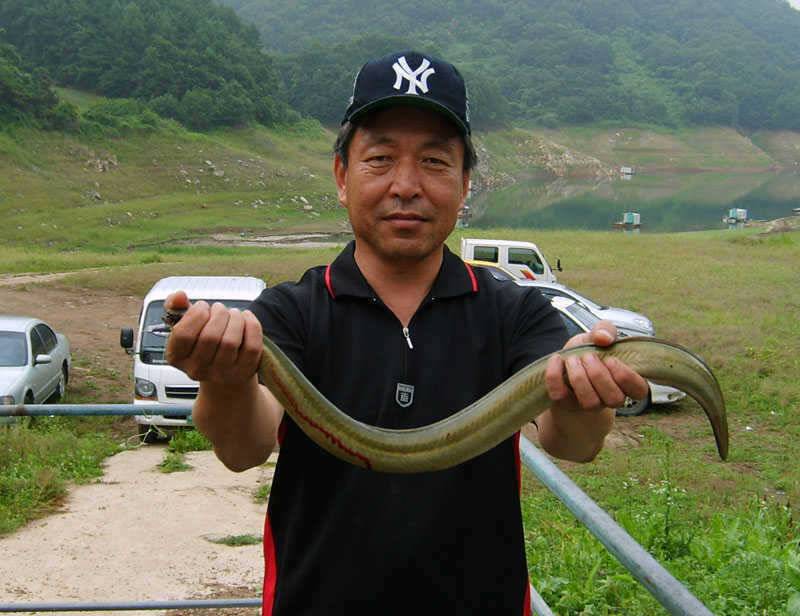 충주호 목벌낚시터 대물장어 월척붕어 소식입니다 (조황조행기 - 특파원조황)