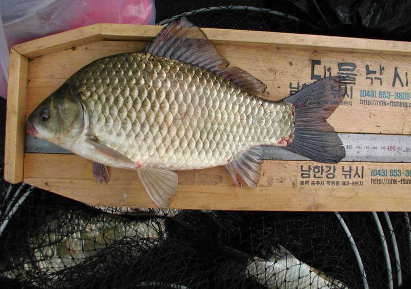 충주호 대박에 대박조황 양어장이 따로 없네요 (조황조행기 - 특파원조황)