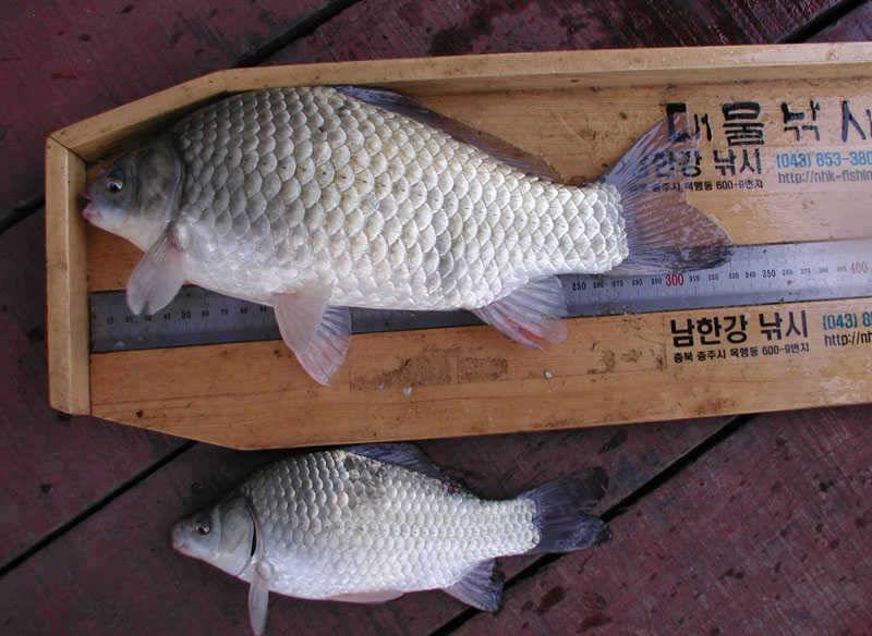 충주호 대박에 대박조황 양어장이 따로 없네요 (조황조행기 - 특파원조황)