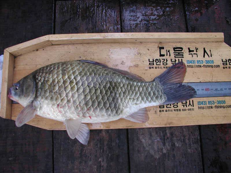 호황의 충주호 월척대물 목벌에도 4자 대물이 (조황조행기 - 특파원조황)