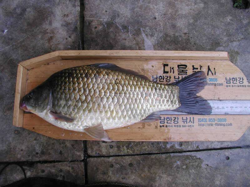 호황의 충주호 월척대물 목벌에도 4자 대물이 (조황조행기 - 특파원조황)