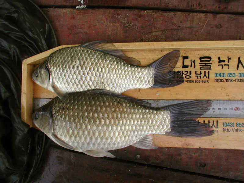 충주호 노지에서는 38cm 대물붕어 좌대에는 4자 등 폭팔조황 (조황조행기 - 특파원조황)