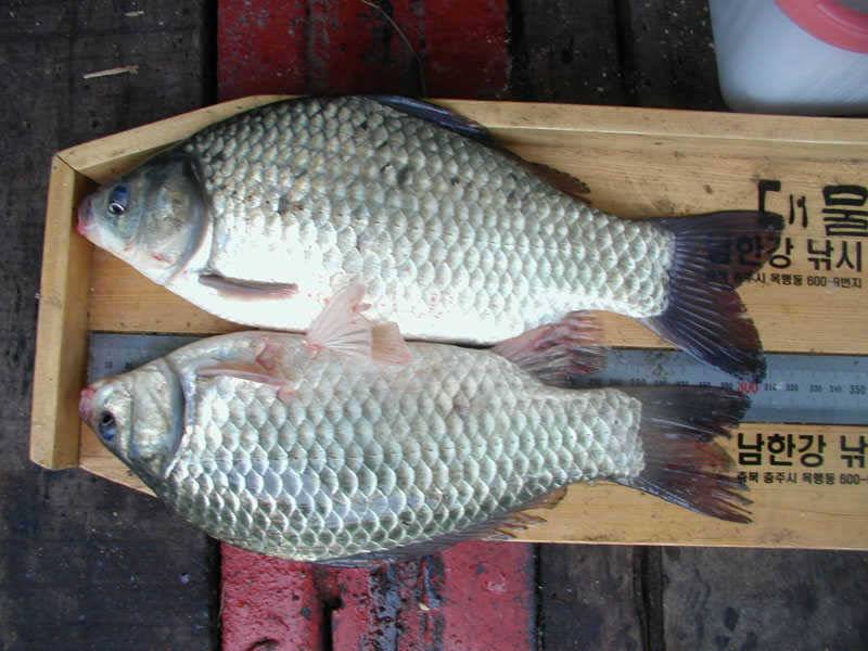 충주호 노지에서는 38cm 대물붕어 좌대에는 4자 등 폭팔조황 (조황조행기 - 특파원조황)