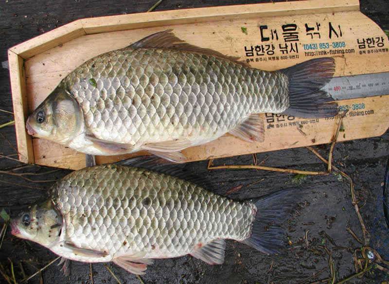 충주호 노지에서는 38cm 대물붕어 좌대에는 4자 등 폭팔조황 (조황조행기 - 특파원조황)