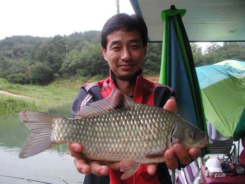 충주호 노지에서는 38cm 대물붕어 좌대에는 4자 등 폭팔조황 (조황조행기 - 특파원조황)