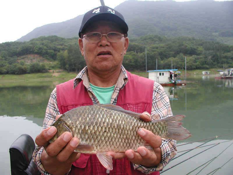 충주호 노지에서는 38cm 대물붕어 좌대에는 4자 등 폭팔조황 (조황조행기 - 특파원조황)