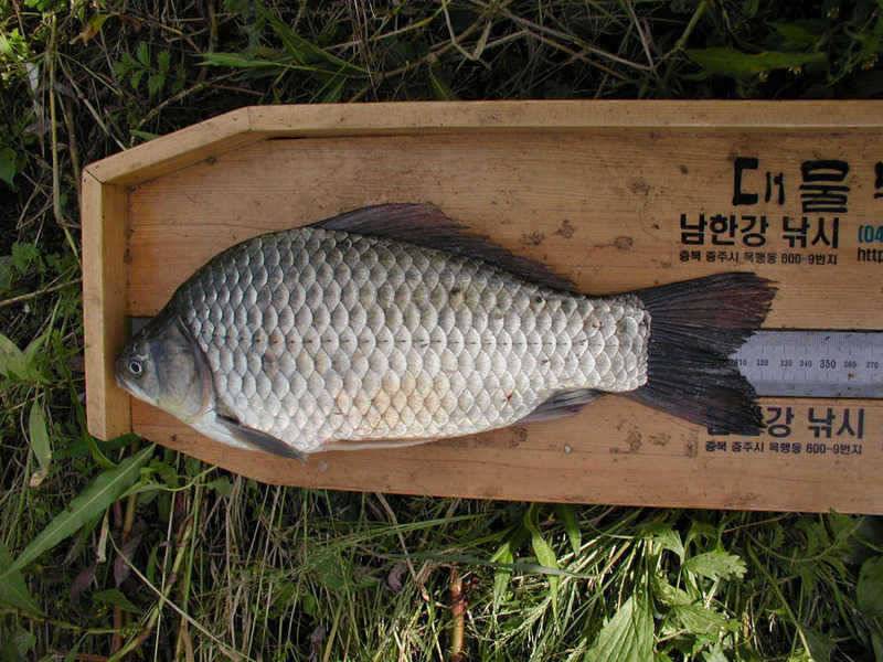 충주호 솔낚시터에서는 4자대물로 노지에서는 마릿수 대박을 이어갑니다 (조황조행기 - 특파원조황)