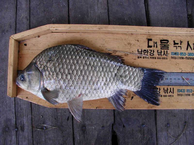 충주호 하천낚시터 조황 소식입니다 (조황조행기 - 특파원조황)