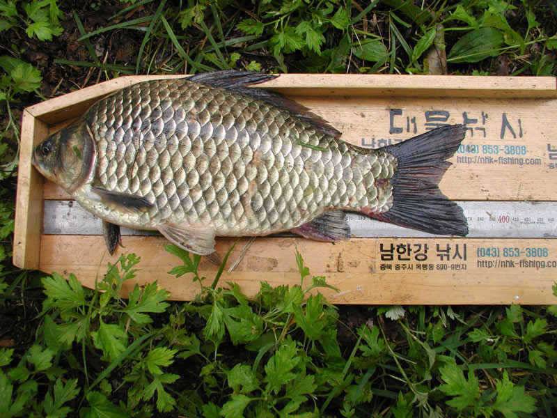 충주호 내림 수위에도 4자붕어에 마릿수 조과도 있네요 (조황조행기 - 특파원조황)