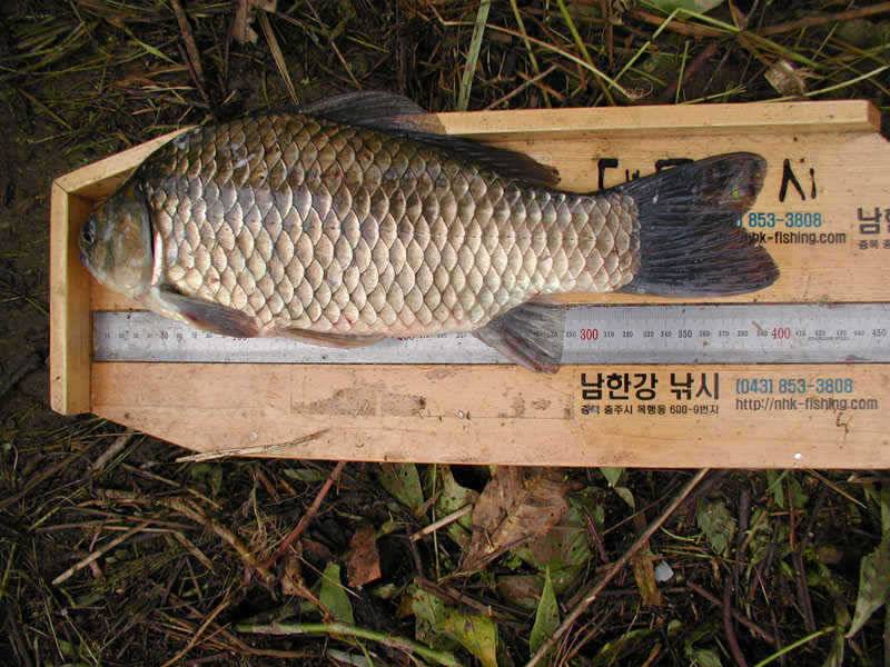 충주호 내림 수위에도 4자붕어에 마릿수 조과도 있네요 (조황조행기 - 특파원조황)