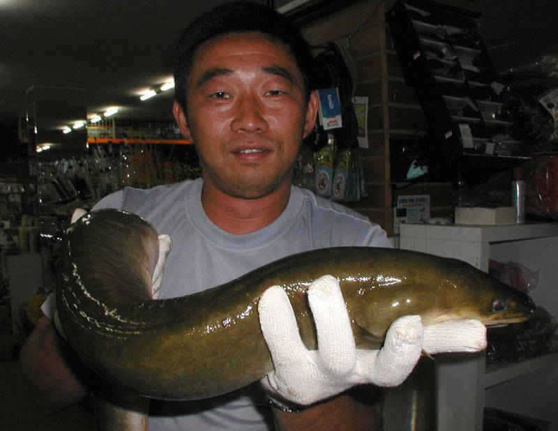 충주호 32kg 이것이 국산 아나콘다 최대어 후보 1순위 (조황조행기 - 특파원조황)