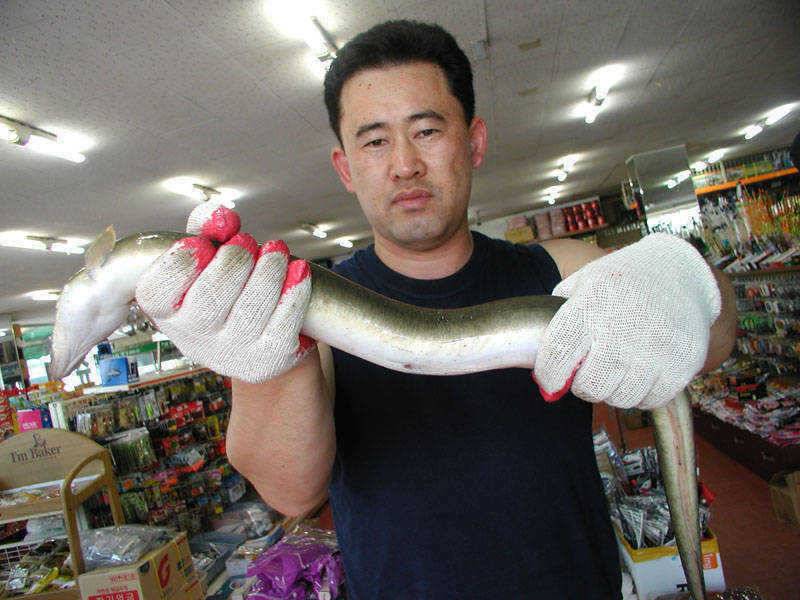 충주호 대물 대물장어의 향연 (조황조행기 - 특파원조황)