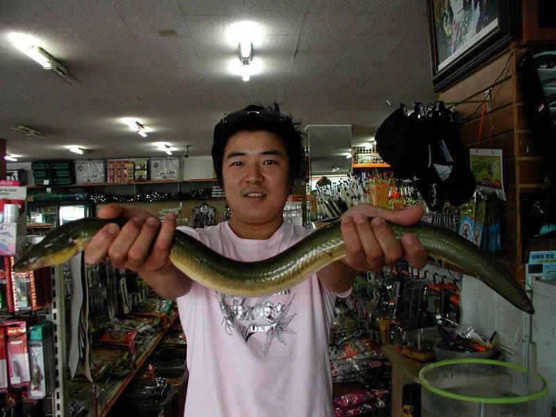 충주호 장어낚시 52399 출조에 굵은 씨알로 손맛을 (조황조행기 - 특파원조황)