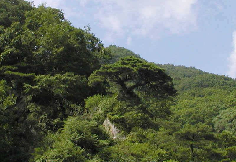 오름수위가 기대되는 충주호 대물입질은 이어지고 (조황조행기 - 특파원조황)