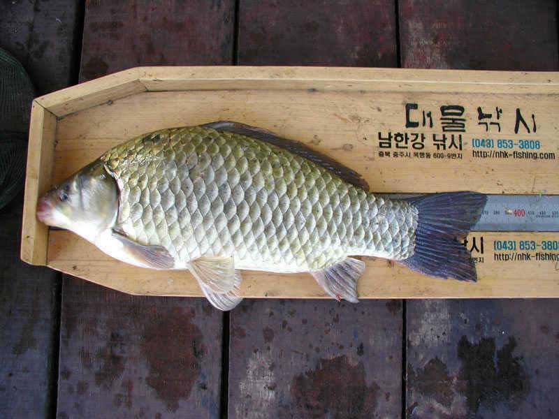 오름수위가 기대되는 충주호 대물입질은 이어지고 (조황조행기 - 특파원조황)