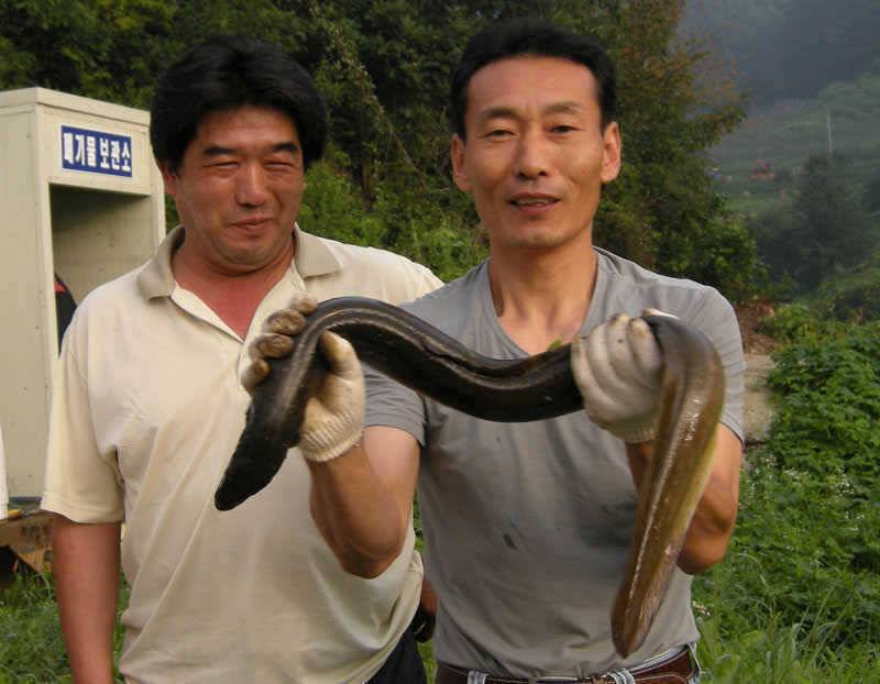 충주호 4자붕어에 대물장어 쏘가리 모습입니다 (조황조행기 - 특파원조황)