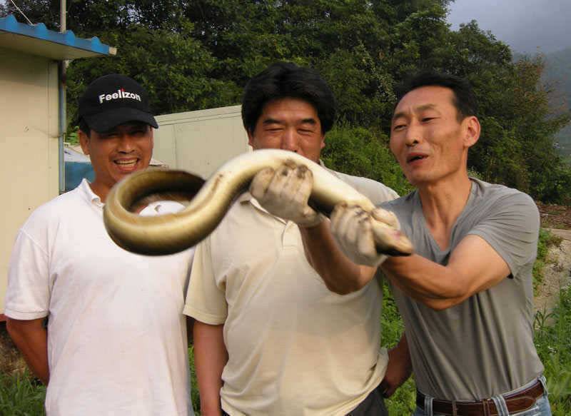 충주호 4자붕어에 대물장어 쏘가리 모습입니다 (조황조행기 - 특파원조황)
