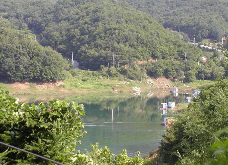 충주호 4자붕어에 대물장어 쏘가리 모습입니다 (조황조행기 - 특파원조황)