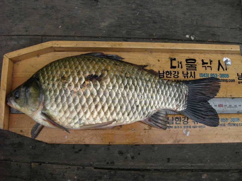 저력의 충주호 오늘도 4자 행진은 이어지고 있습니다 (조황조행기 - 특파원조황)
